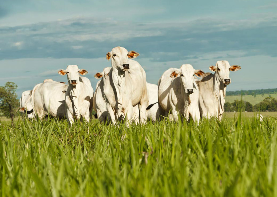 Assessoria e Gerenciamento em Produção Animal