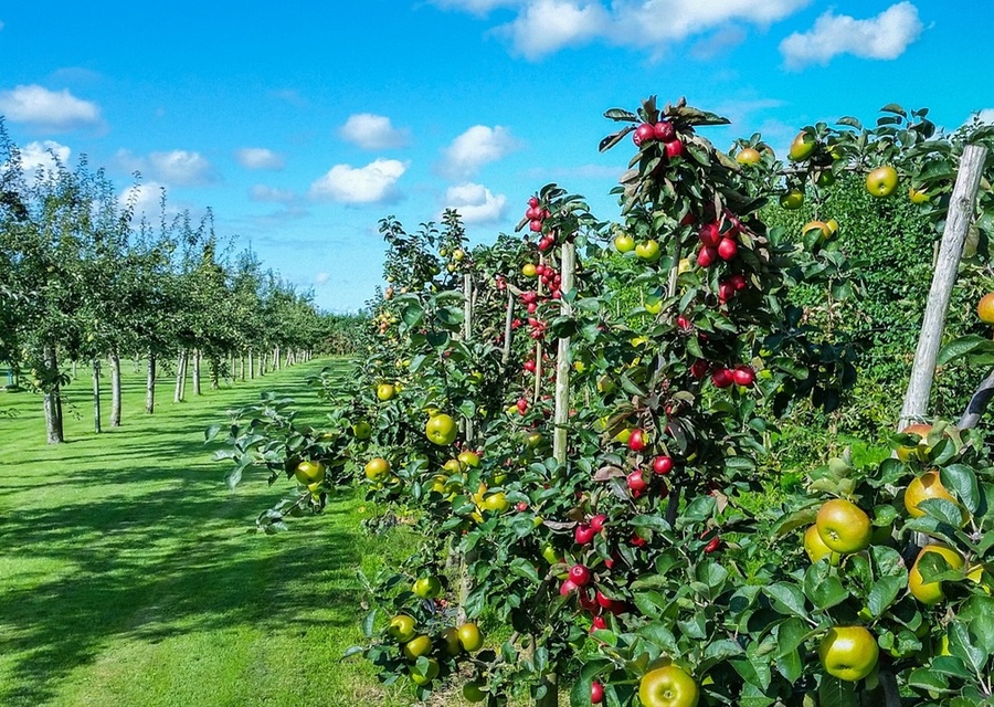 Instalação e recuperação de pomares, hortas e jardins