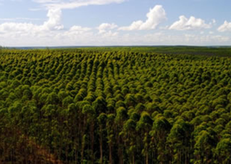Projeto de Implantação Florestal